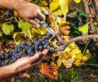 Harvesting grapes by hand with shears