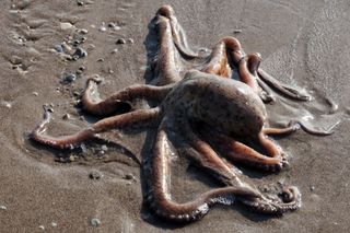 An octopus on the beach.