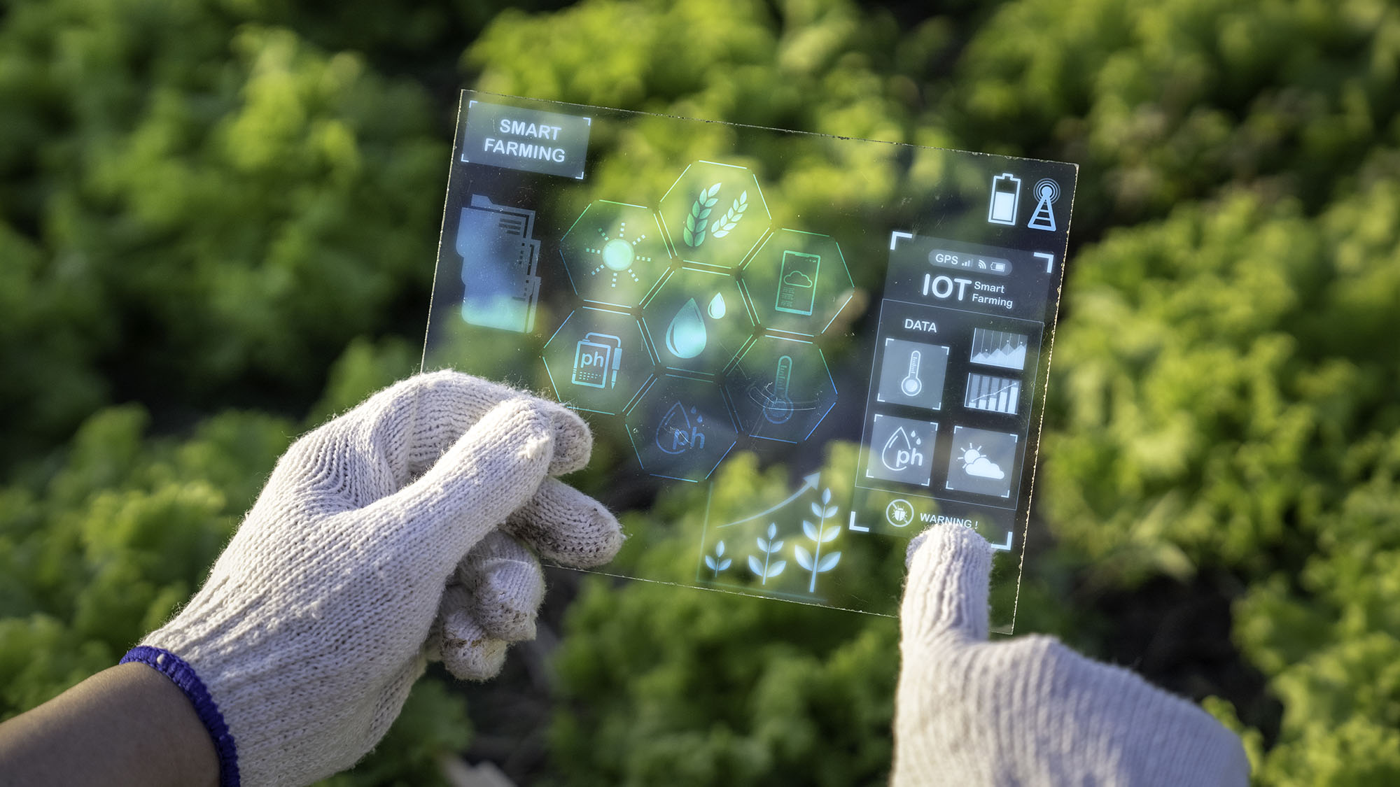 A gardener using a transparent screen tool to control plant care
