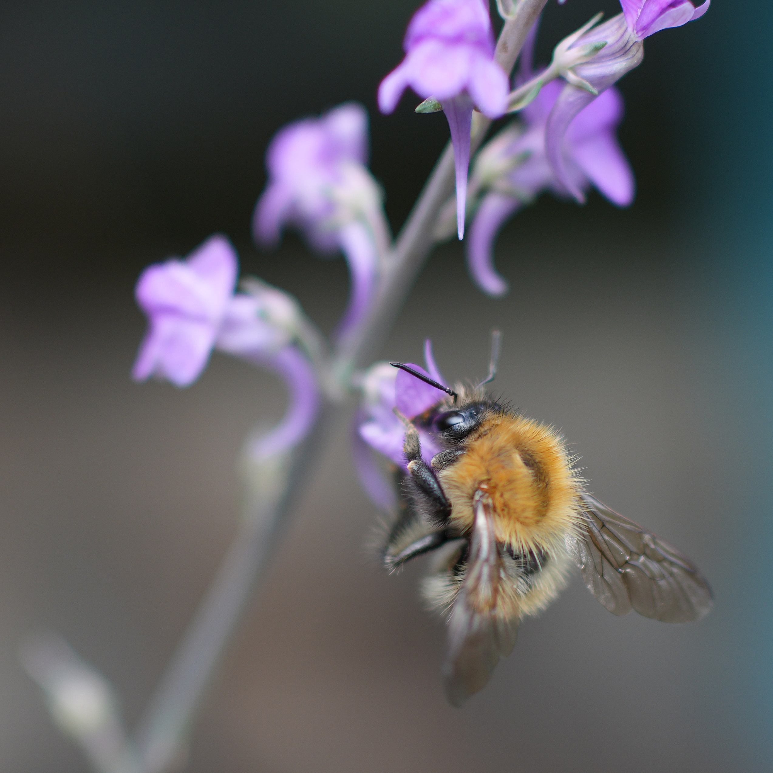 Sample image taken on the Sony RX1R III