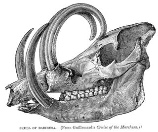 Skull of babirusa engraving, 1896.