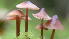 Magic mushrooms growing out of a forest ground