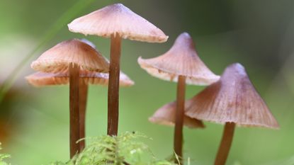 Magic mushrooms growing out of a forest ground