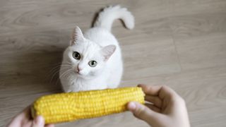 Person holding a corn on the cob above a white cat looking up on the floor