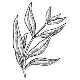 Tea Tree illustration