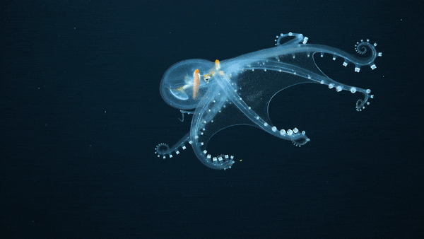 A glass octopus moving in the deep sea of the Central Pacific Ocean.