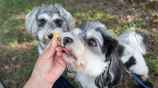 Two dogs being given a treat