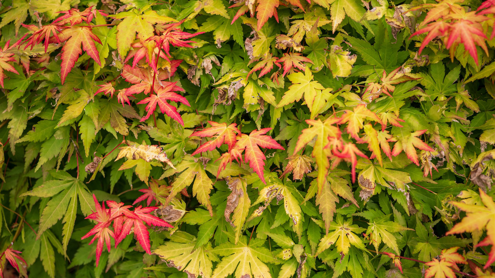 Japanese maple leaves with brown foliage