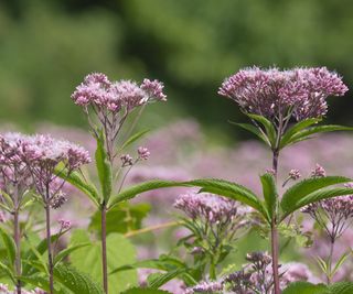 Joe pye weed flowers