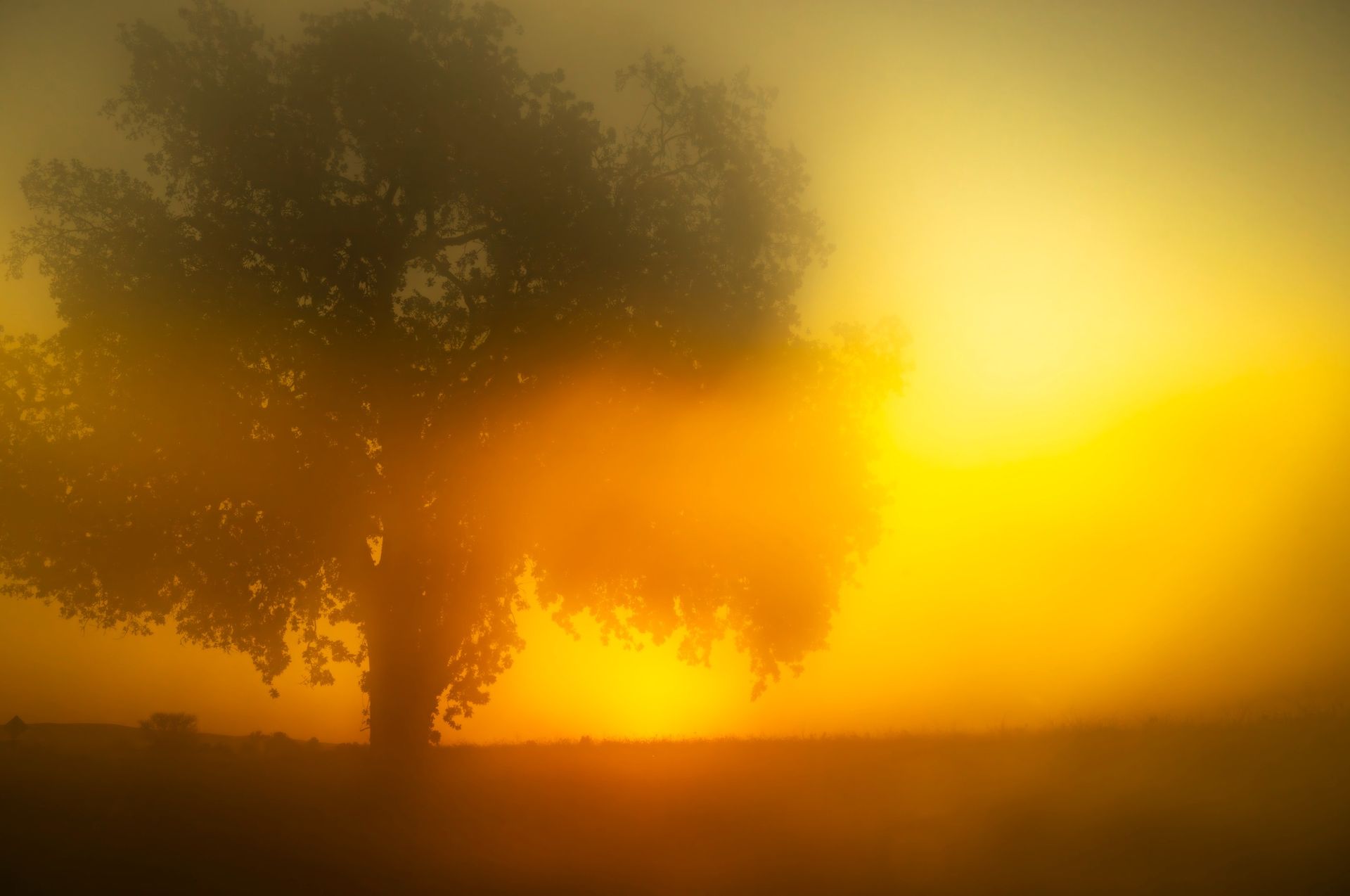 tree against sky