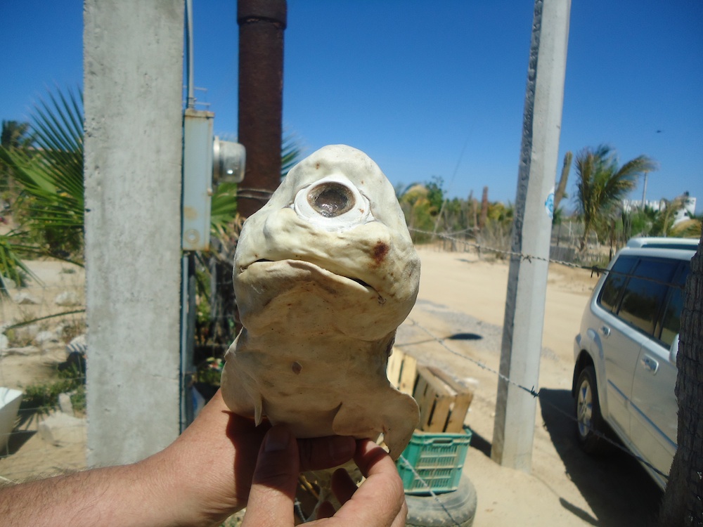 Cyclops of the Sea: Pictures of a One-Eyed Shark