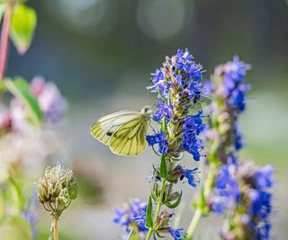 Tall purple flowering plant with a green butterfly on it