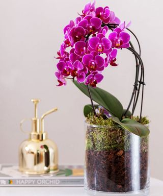 pink orchid in glass pot with moss, mister, and orchid book