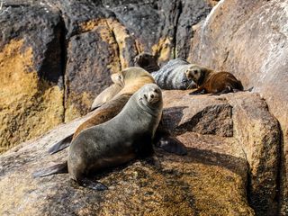 Fur seals on a rock