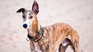 Low maintenance dog breeds: Greyhound