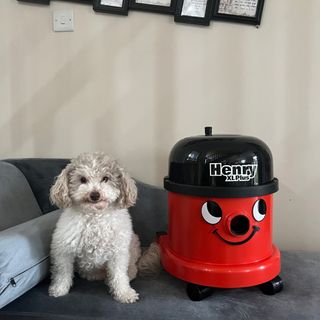 Henry XL Plus vacuum cleaner placed on sofa bed, next to dog