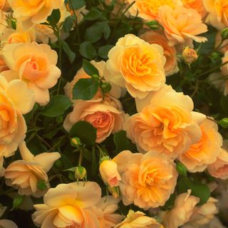 yellow roses with leaves