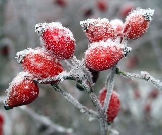 Hoar frost on red rose hips