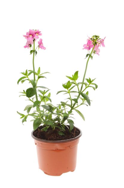 Nemesia Plant In A Container