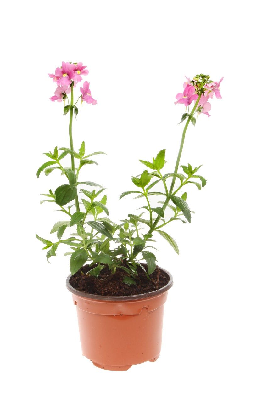 Nemesia Plant In A Container