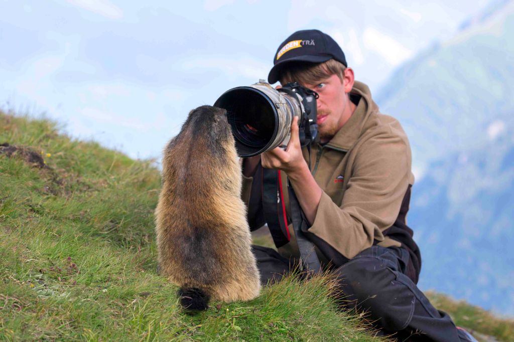 Wildlife photographer taking pictures of tame Alpine marmot (Marmota marmota) with long telephoto lens in summer in the Alps.