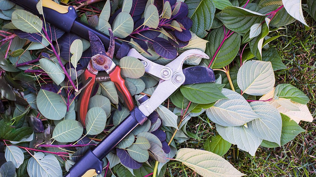 Pruning shears and loppers on branches from a smoke bush and dogwood 