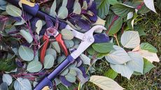 Pruning shears and loppers on branches from a smoke bush and dogwood 