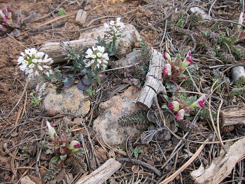 Two flowers that have bloomed along the South Rim of the Grand Canyon are (left) Fendler&#039;s pennycress or wild candytuft and (right) dwarf lousewort or wood-betony.