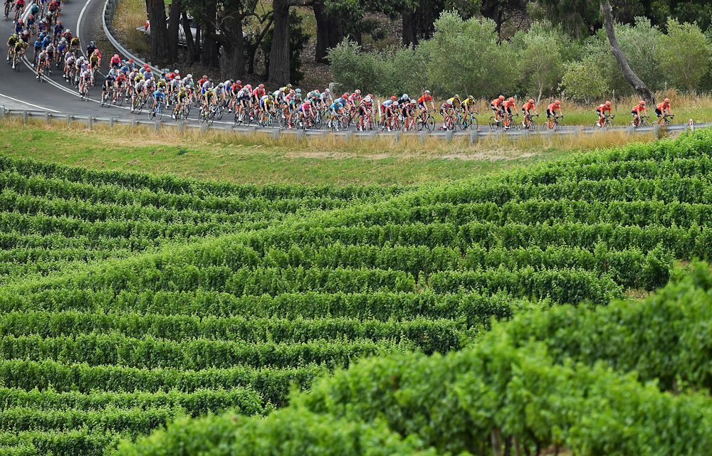 The peloton passes a vineyard during stage 3 at the Tour Down Under