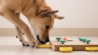 Dog sniffing food puzzle