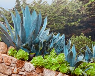 Bright blue agave and green succulents in a garden bed in california
