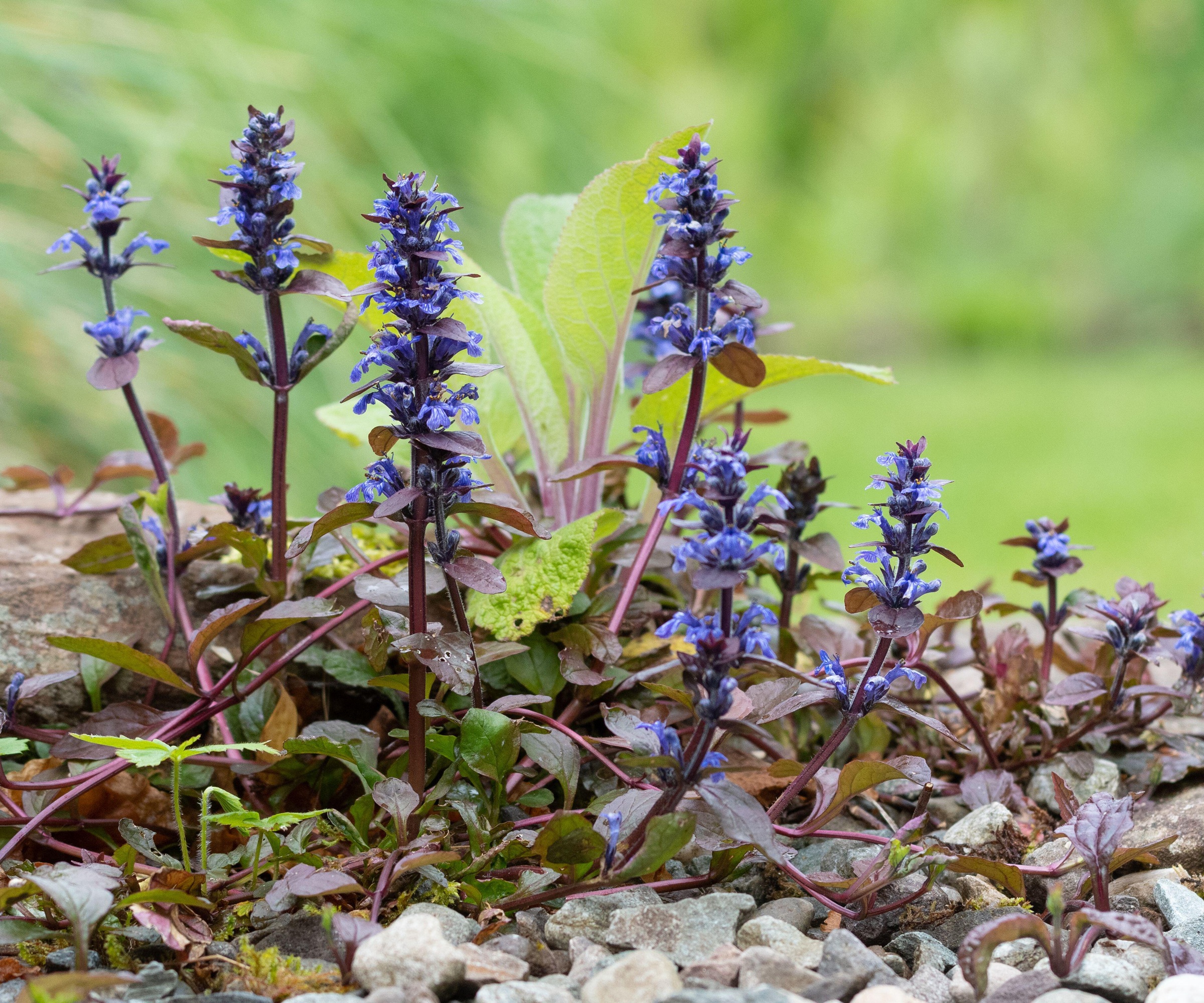 Ajuga reptans, Ajuga ‘Chocolate Chip’