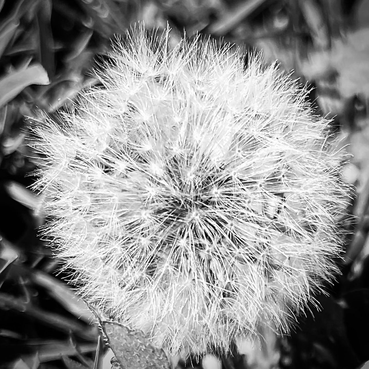 GuruShots - Powerful Black &amp; White Jan 26