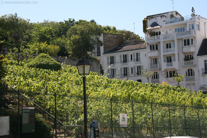 Montmartre Vineyard