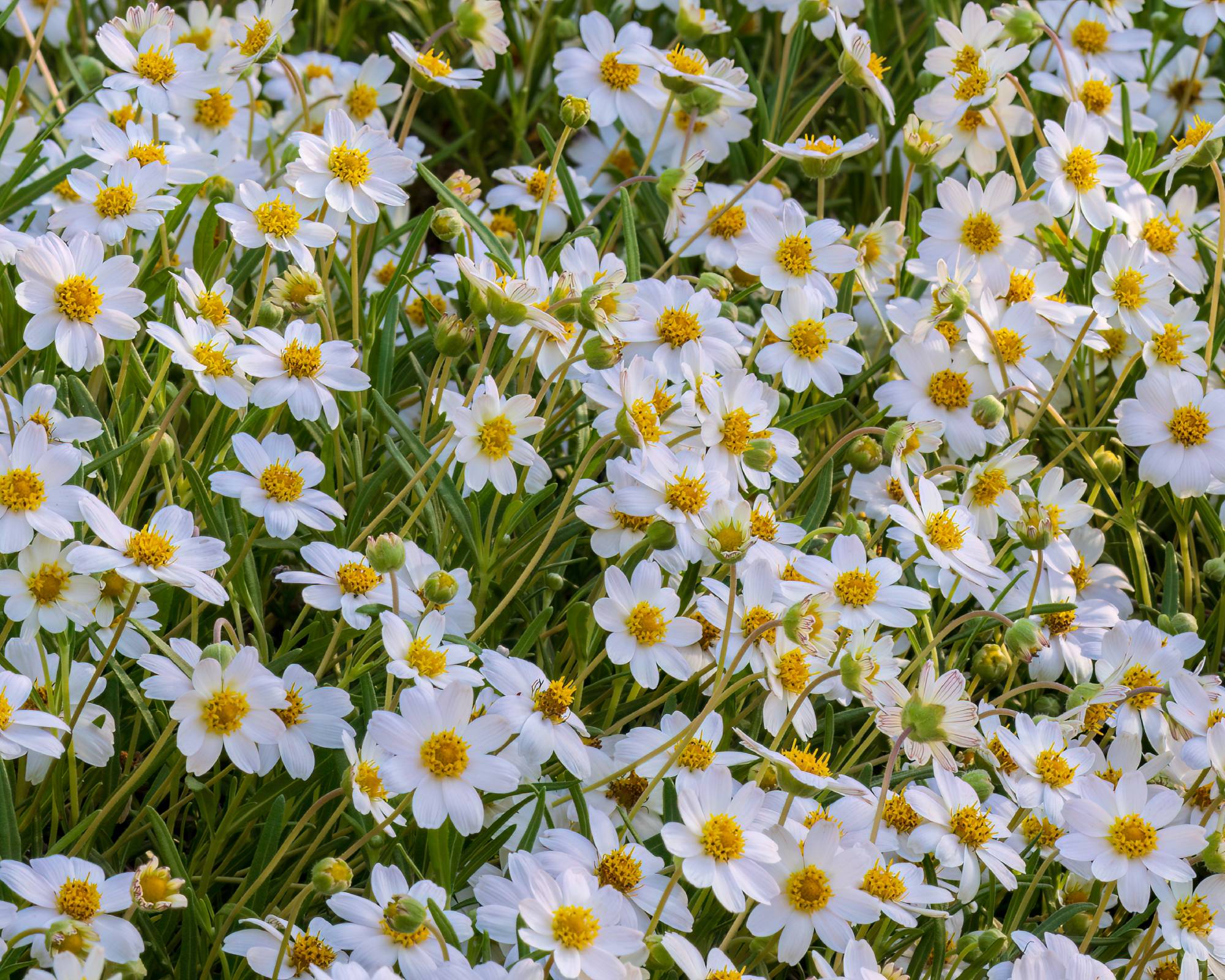 White blooms of Blackfoot daisies