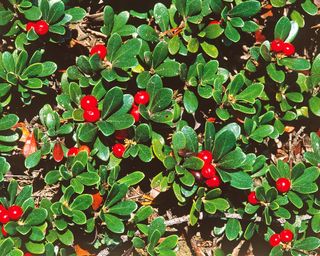 Bearberry used as ground cover – Arctostaphylos uva-ursi