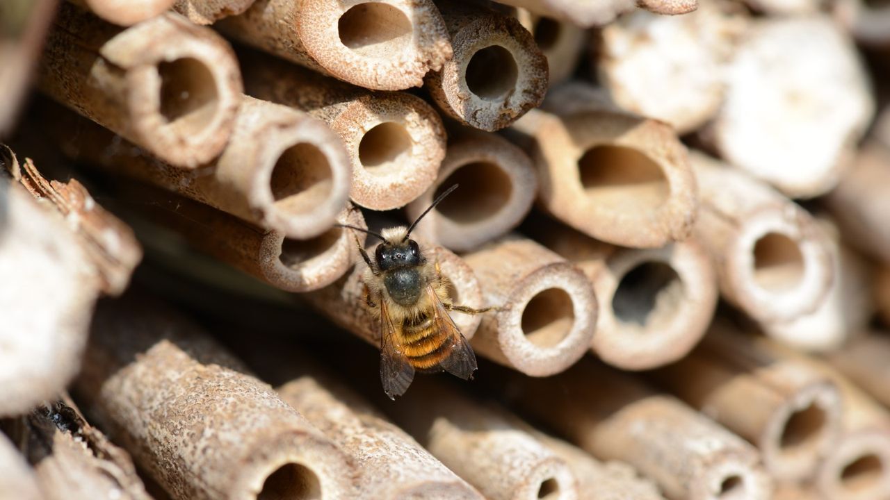 A bee on the tubes of a bee hotel