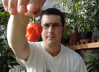 A Trinidad Moruga Scorpion chili pepper.