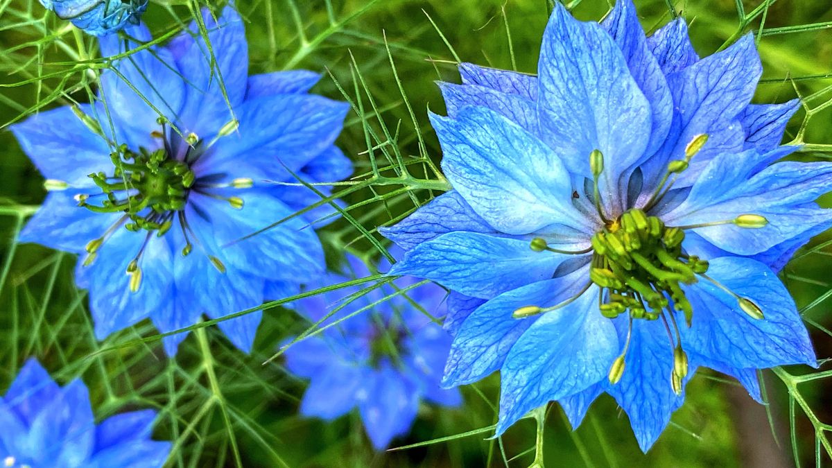 Stop Deadheading These 5 Cottage Garden Beauties in June for Free Blooms and Effortless Color Next Year