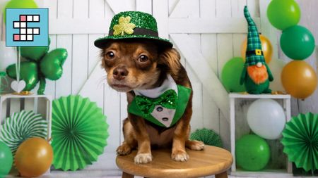 A dog wearing a green shamrock hat and green waistcoat and bowtie is surrounded by St Patrick's Day decorations. A crossword icon is overlaid