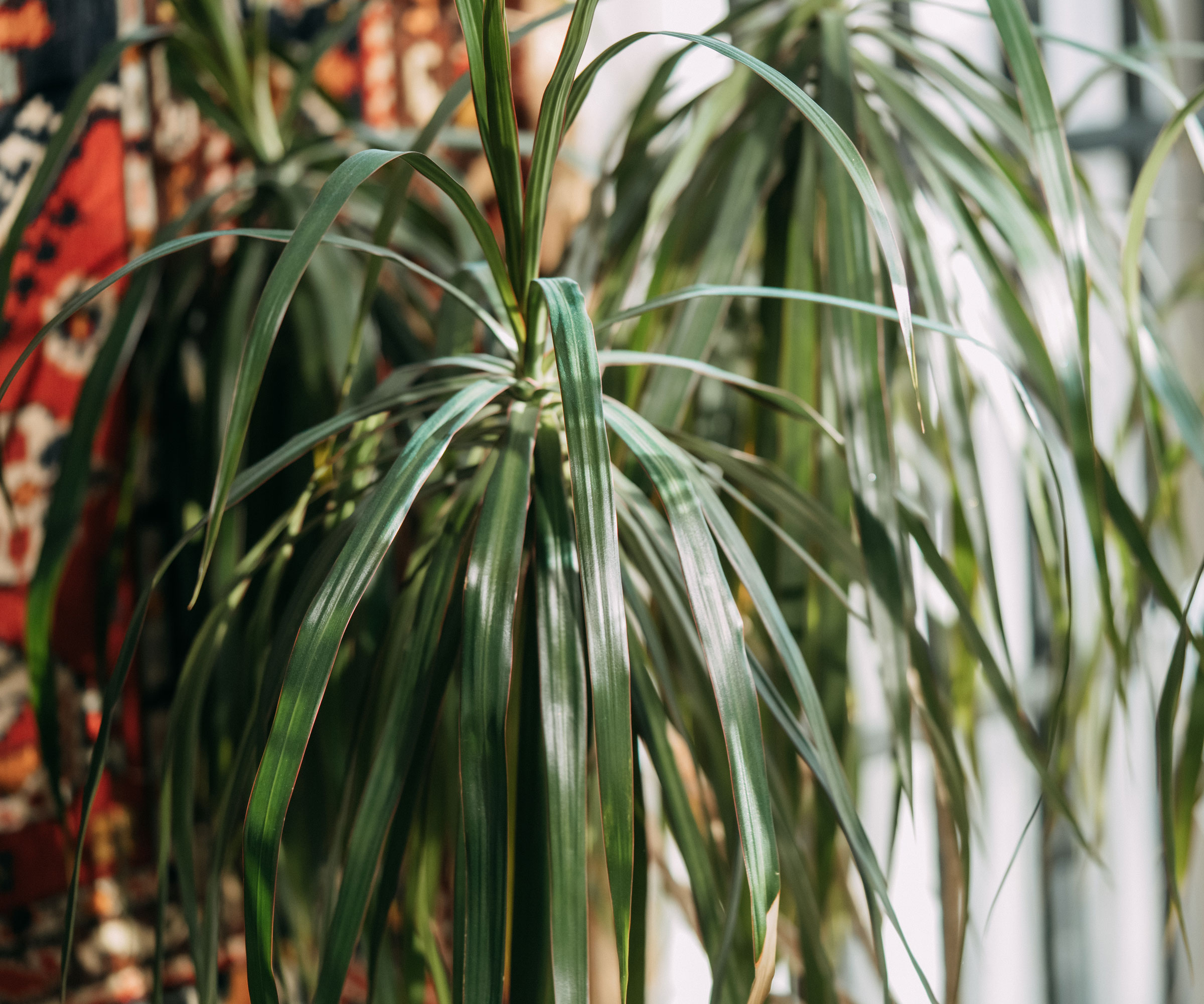 dracaena marginata plant against a patterned background