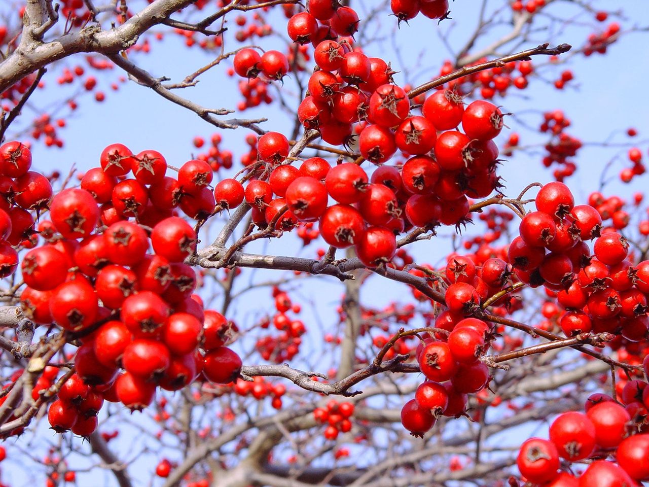 Green hawthorn Crataegus viridis Winter King with berries