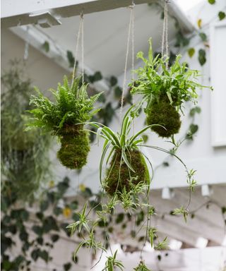 Hanging kokedama spider plants and ferns