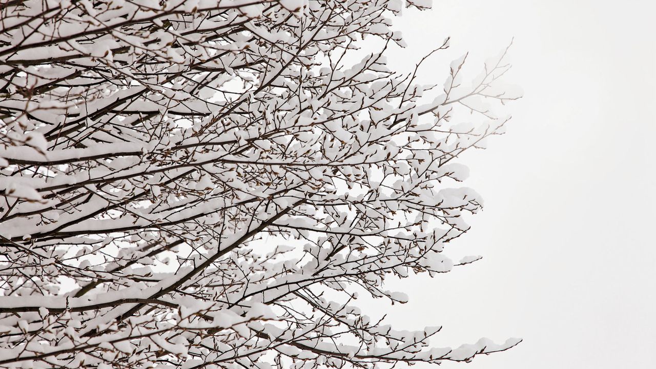 The canopy of a tree with the branches covered in a few inches of snow