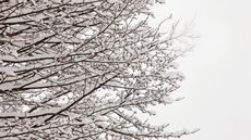 The canopy of a tree with the branches covered in a few inches of snow
