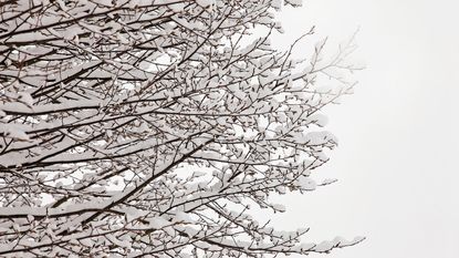 The canopy of a tree with the branches covered in a few inches of snow