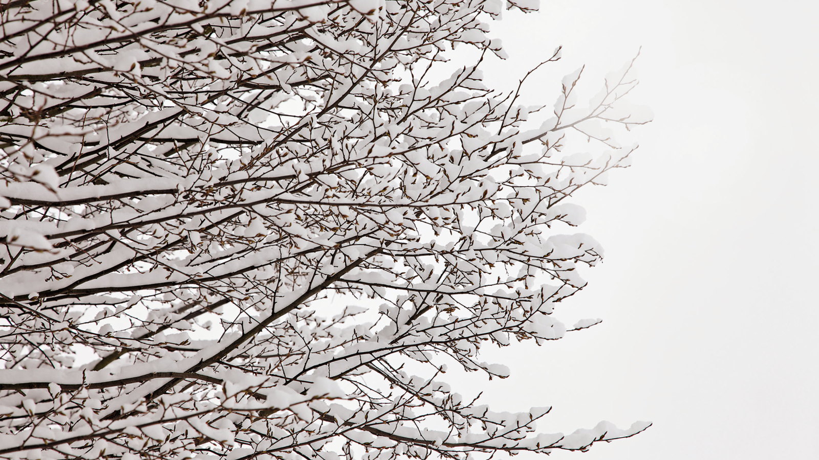 The canopy of a tree with the branches covered in a few inches of snow
