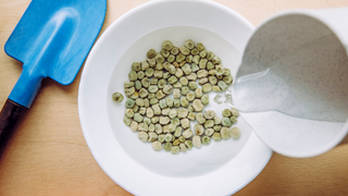 Green pea seeds soaking in water