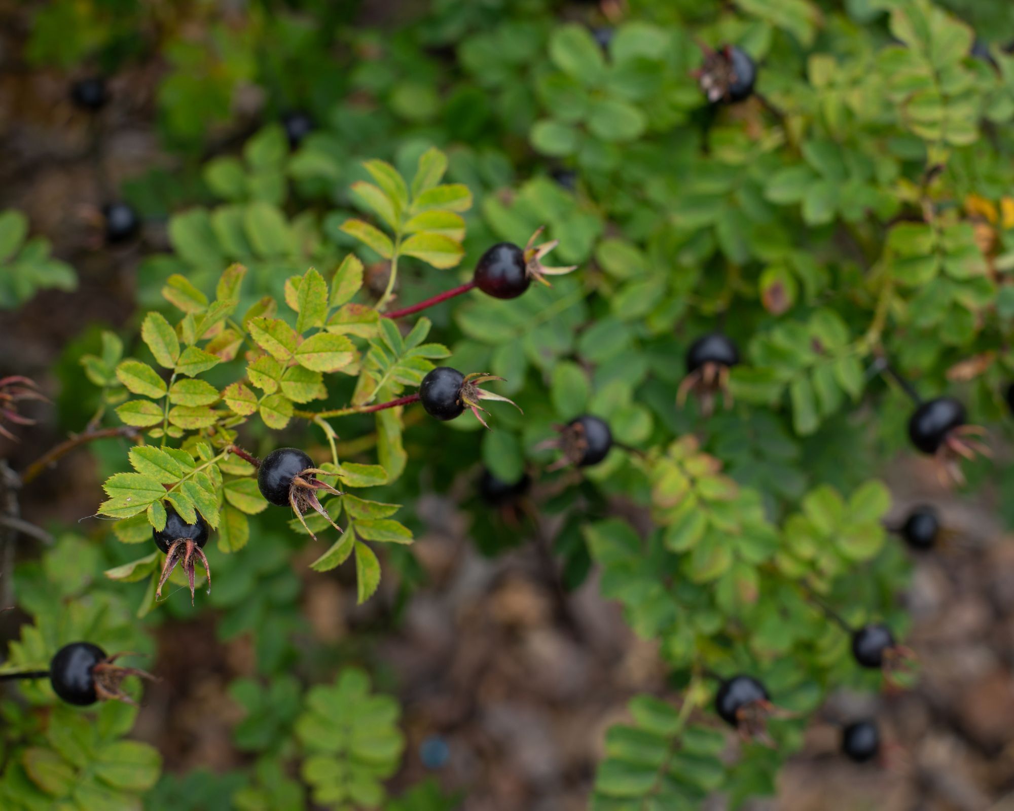 Black rosehips