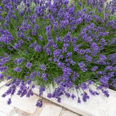 lavender flowers against white container